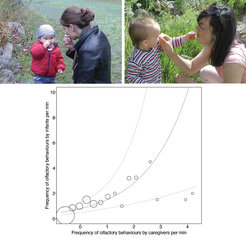 Infants’ olfactory behaviors as a function of caregivers’ olfactory behaviors