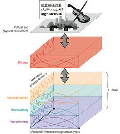 Environment and brain as antecedents and consequents of moment-to-moment variability and long-term changes in patterns of behavior