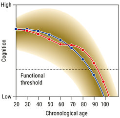 An individual’s range of possible cognitive developmental trajectories from early to late adulthood