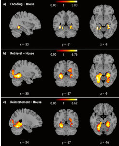 Age differences in category specificity