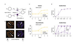 Task design and insight-like learning dynamics in humans and neural networks