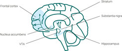 Dopamine pathways. In the brain