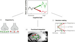 Probing individual differences in neural variability modulation