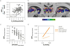 Figure 4. Moment-to-moment brain signal variability (SDBOLD) in the striato-thalamic system under working memory load and its association with dopamine (DA) capacity. (a) Those who increase SDBOLD under load also have higher DA capacity. (b) Overlay of the Morel nucleic atlas showing key results for the intralaminar, mediodorsal, and “motor” (ventro-medial, -lateral, and -anterior) thalamic nuclei. BSR = bootstrap ratio (higher values = more robust effects). (c) Bivariate correlation between working memory load-related changes in functional network integration (ΔPCAdim) and ΔSDBOLD in the striato-thalamic system; those who increase functional integration also elevate SDBOLD under load. (d) Participants expressing greater increases in SDBOLD under load also have higher DA capacity and better maintain an optimal decision criterion under load.