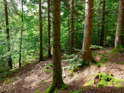 Image of a forest