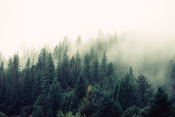 Image of a forest