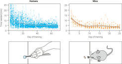 Performance improvements in the grasping tasks during the learning period