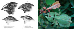 Some adaptations shaped by plants